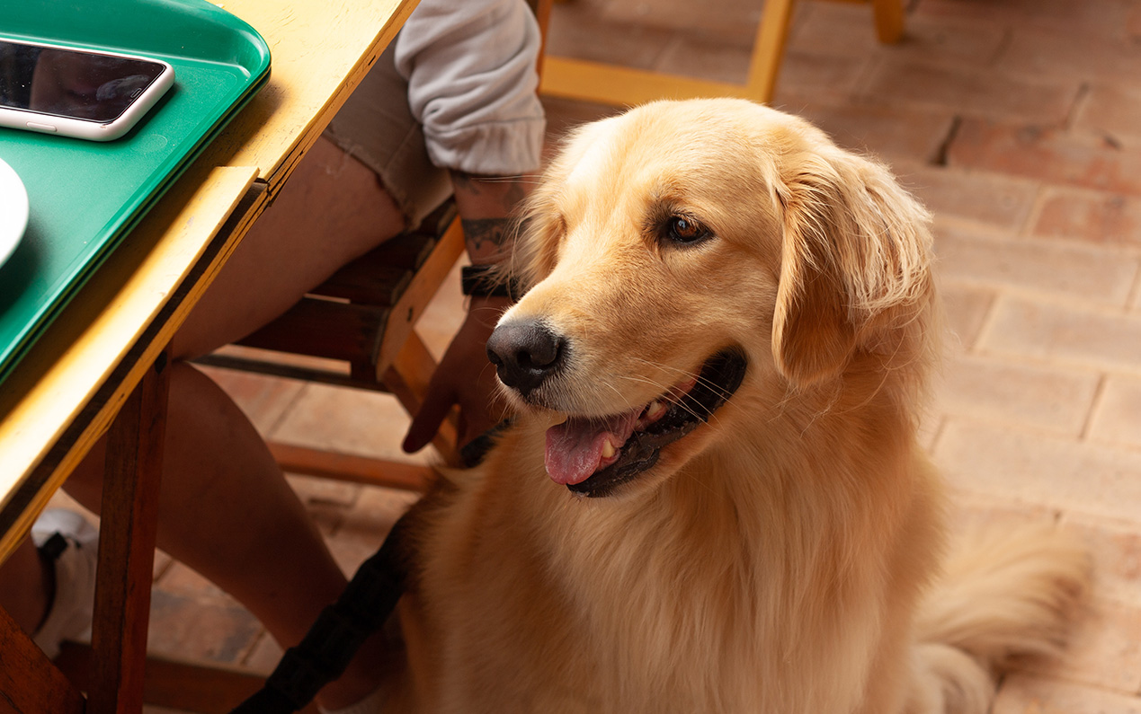 Holandês é Pet friendly